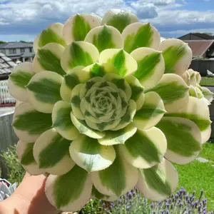 Aeonium ‘Maibahe’ Variegated Succulent – Live Bare Root Plant
