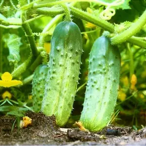 TomorrowSeeds - National Pickling Cucumber Seeds -  Specially Bred Best Producer Gherkins Pickles Cucumbers Vegetable Seed Fresh 2024