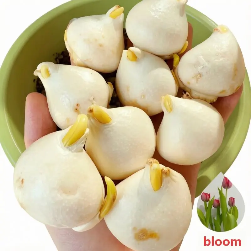 1 Count Vibrant Tulip Flower Bulb Easy Grow Indoor Windowsill Potted Decor