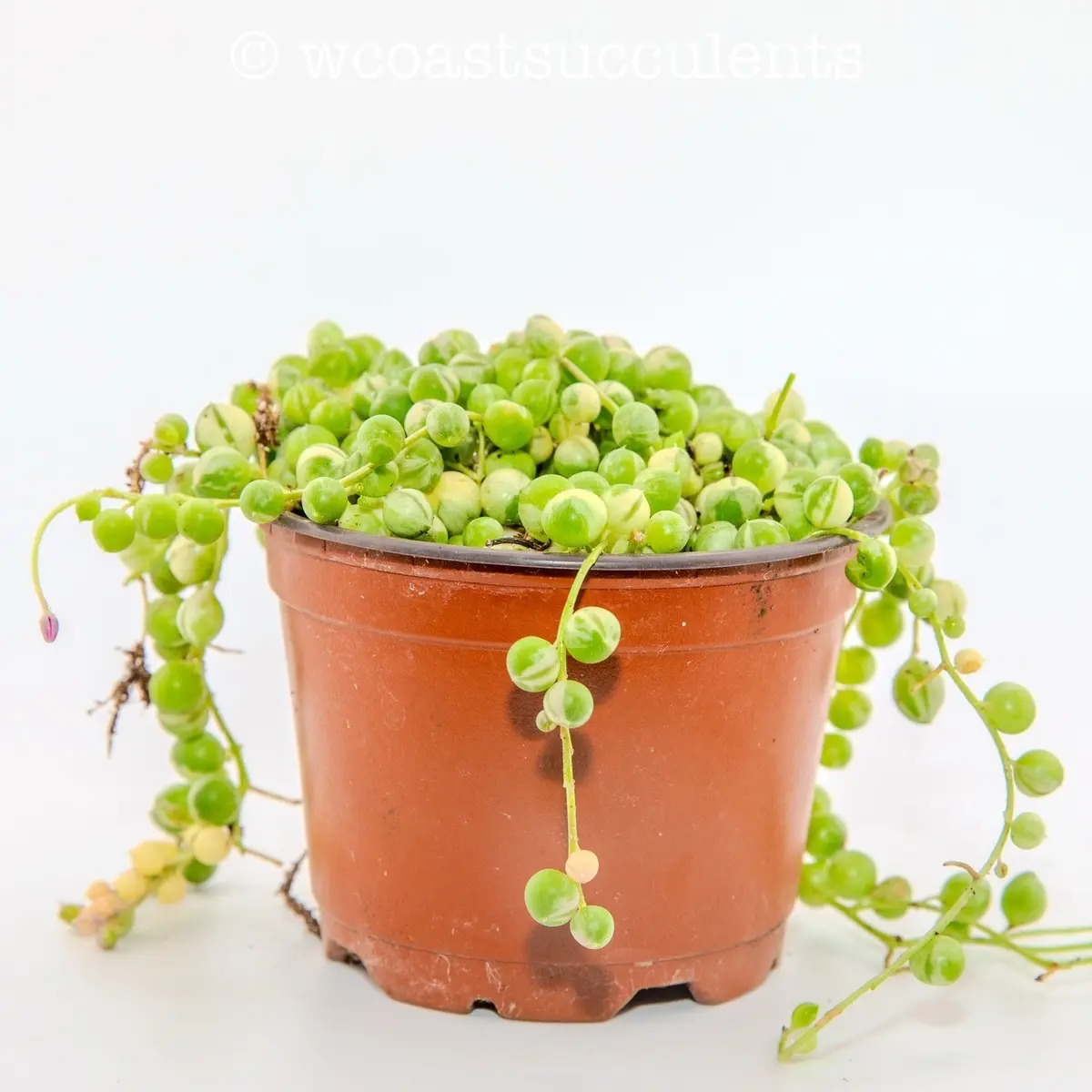 4 inch variegated string of perals