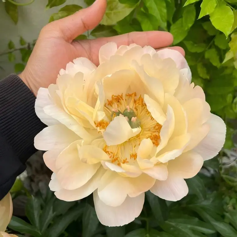 Peony Bulbs - Novice-Friendly Ornamental Flowers for Indoor & Outdoor Garden Planting