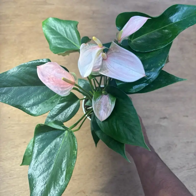 Anthurium “Joli Peach” - Live House Plant - 4 Inch Pot