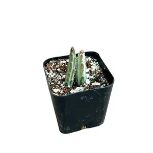 2" Pickle Plant – Live Indoor Plant