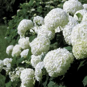 Annabelle Hydrangea