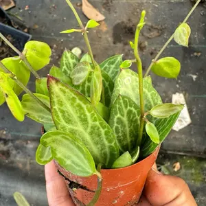 Dischidia Watermelon 3 inch pot