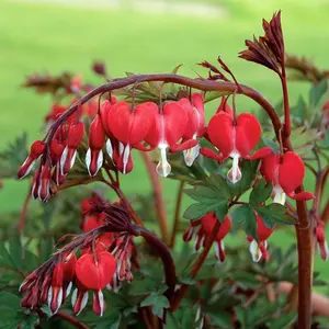 Green River 25 Red Bleeding Heart Seeds - Perennial Flower Seed Pack, Heirloom, Shade Gardens, Romantic Beauty