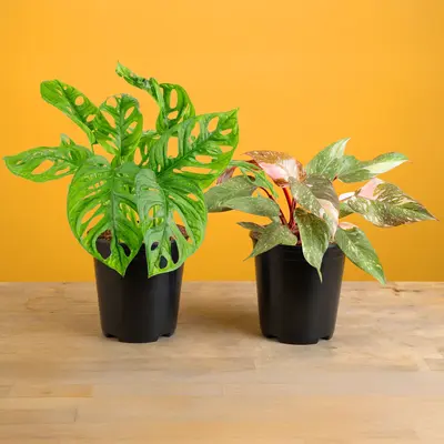 Monstera Marilyn Vs Aurea - TikTok Shop