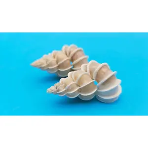 Epitonium Wentletrap Shell (pair)