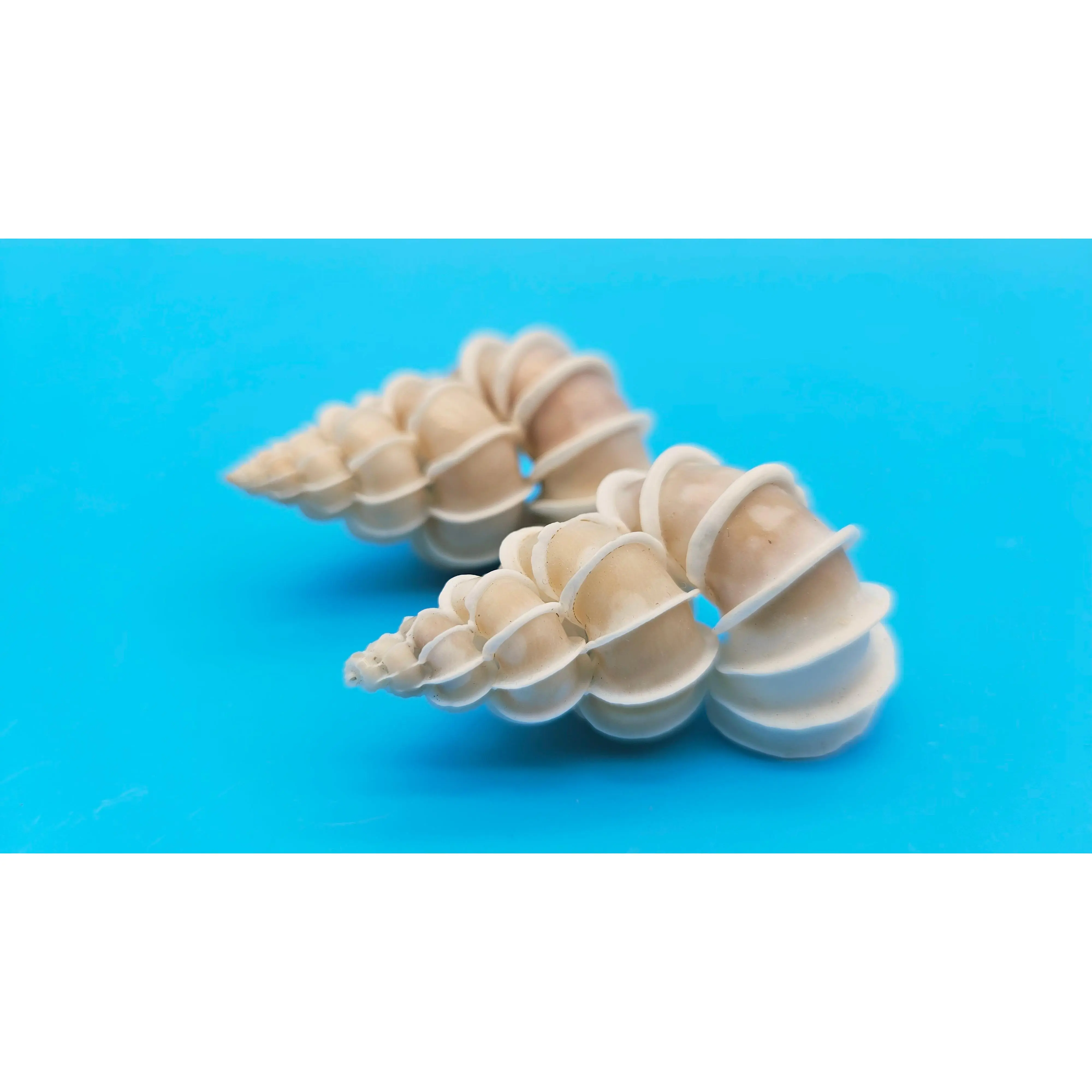 Epitonium Wentletrap Shell (pair)