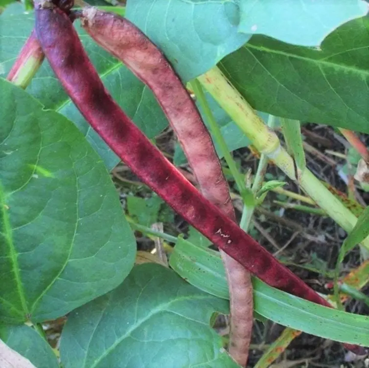 TomorrowSeeds - Red Ripper Cowpea Seeds -  Small Mexican Red Beans Turtle Pea Southern Cow Pea Green Bean Vegetable Seed For 2024 Season
