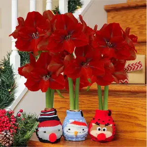 1 pcs waxed amaryllis  Bulbs