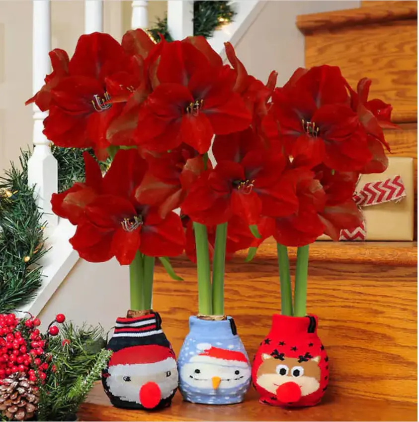 1 pcs waxed amaryllis  Bulbs