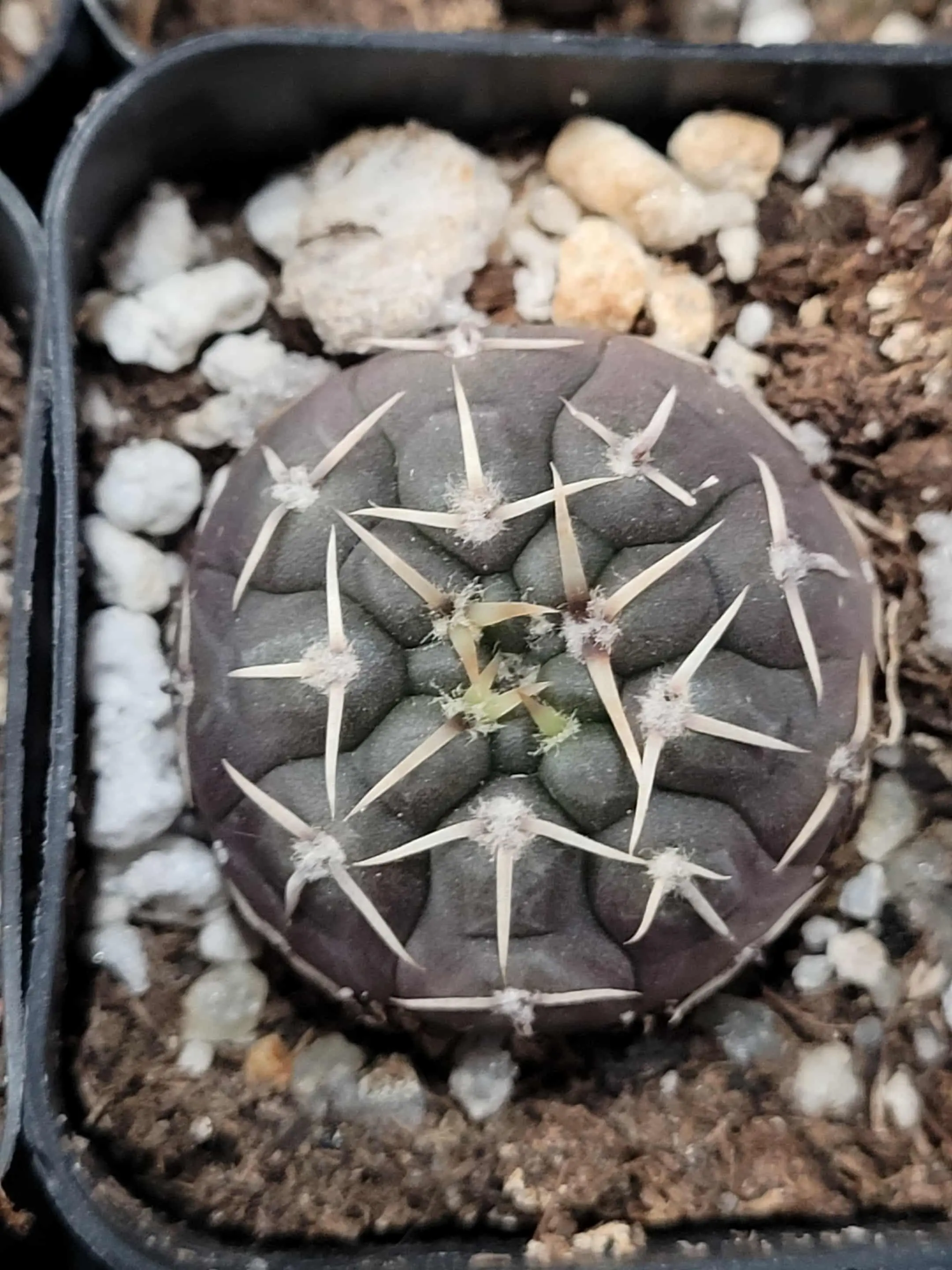 Gymnocalycium Ochoterenae 2" Cactus Shipped Bare Root