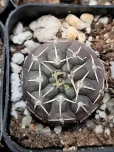 Gymnocalycium Ochoterenae 2" Cactus Shipped Bare Root