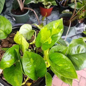 Global Pothos