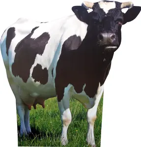 aahs!! Engraving Animal Life Size Cardboard Cutout Stand Up | Standee Picture Poster Photo Print (Cow)