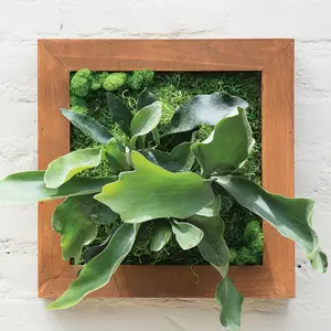 SuperMoss Mounted Fern Kit - DIY Botanical Wall Art & Home Decor | Natural Wood Frame, Sphagnum Moss & More | Available in 2 Sizes | Perfect for Bedroom, Living Room, Office & Kitchen Decor