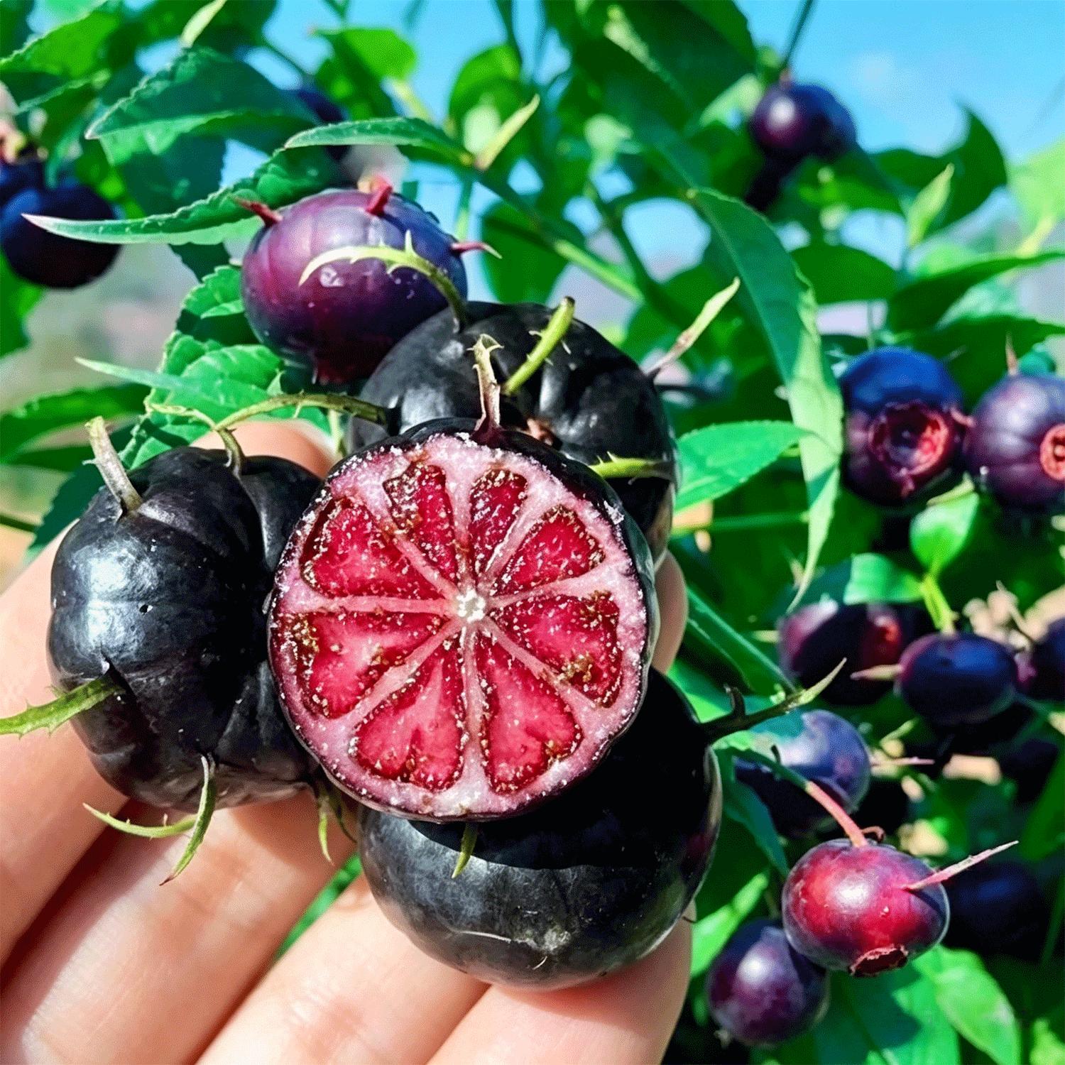 Red Ginseng Fruit Tree Seedling – Chinese Edible Fruit Plant, Home Garden, Easy-to-Grow