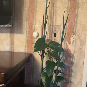 review image 4