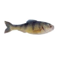 Live Yellow Perch