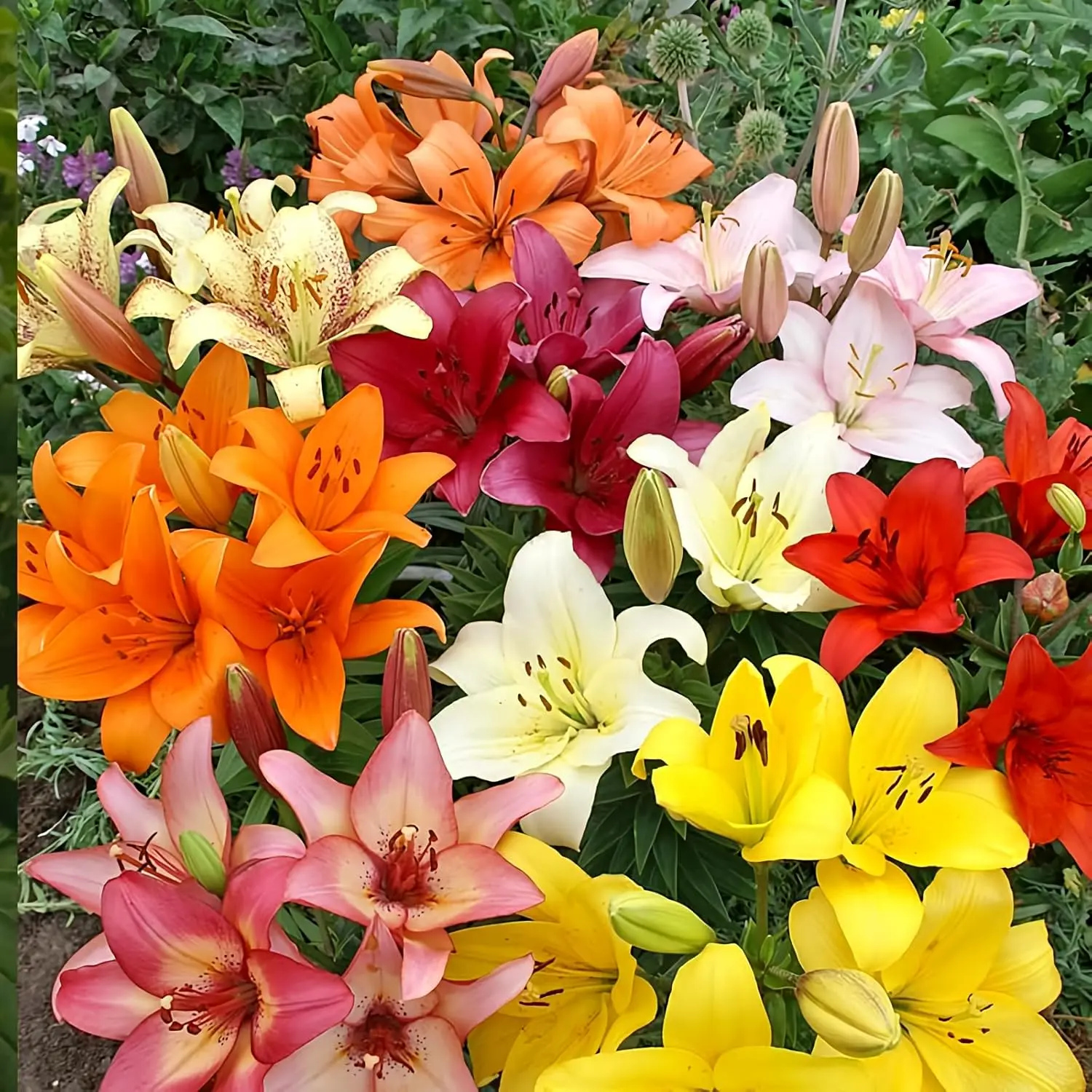 Asiatic Lilies Mix of Bulbs - Freshly Dug Perennial Lily Flower Bulbs