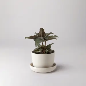 Bamboo Fibre Mini Planter (White)