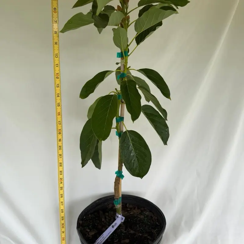 Grafted Catalina, Russell, Simmons & Miguel Avocado Tree - 2-3ft Live Outdoor Fruit Tree for Home Garden Supplies