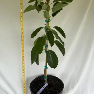 Aguacate Catalina tree 2-3ft grafted