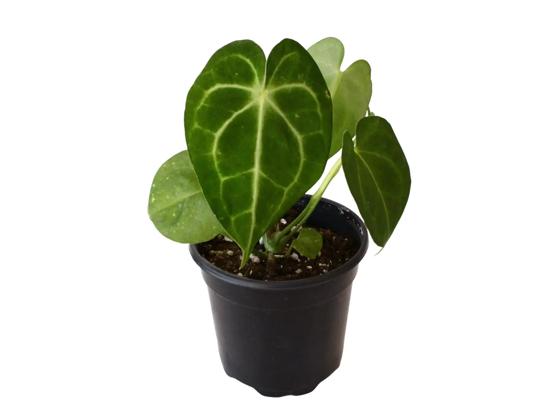 Anthurium Clarinervium Potted Live Plant 4in - Iconic Velvet Foliage - Deep Emerald Heart Leaves - Striking White Veining - Rare Collectors Plant - Exotic Jewel Anthurium - Luxurious Texture - Low Maintenance Tropical
