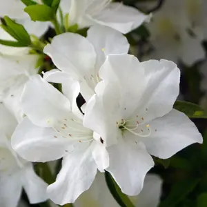 Delaware Valley White Azalea - 1 Gallon Pot