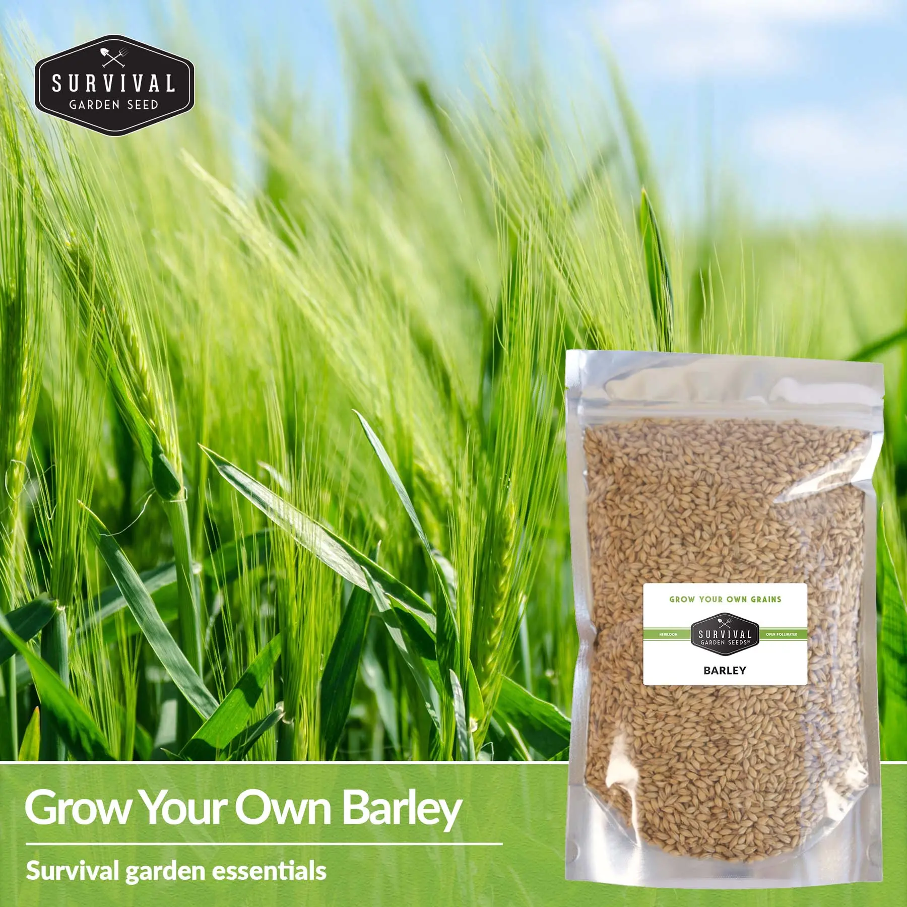 Barley Seed - Bulk Pack for Food and Cover Crops Plant Soil Soil Builder