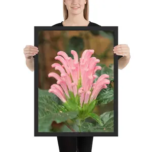 Brazilian Plume Flower Framed poster