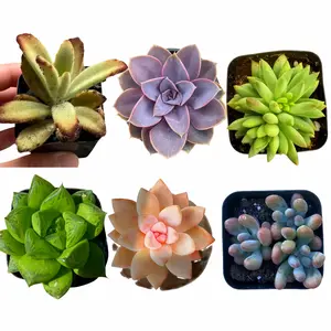 Succulent Arrangement Easy Care Low Maintenance Randomly Shipped Live Succulents home desktop decor succulents tiktokshopspringglowup Premium Stems Kit