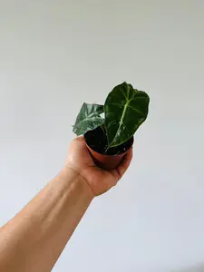 Alocasia Amazonica 'Polly' - 3" Pot