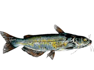 Channel Catfish Sticker- 6″ × 2.76″