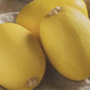 Heirloom Spaghetti Squash Seeds