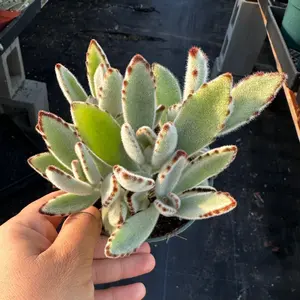 Kalanchoe Tomentosa 4 inch plant panda plant
