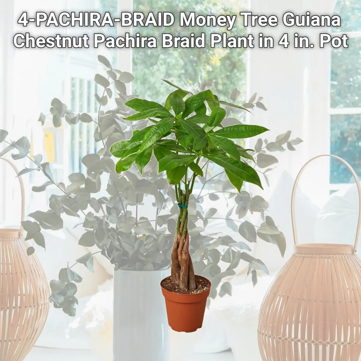 buy spider plant Buy Spider Plant Sapling (1pc) | Only Rs.79/-