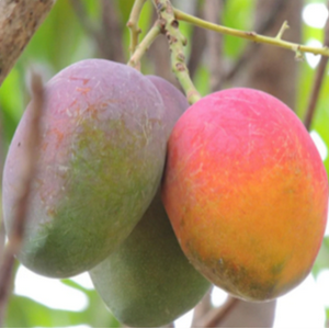 Grow Your Own Food Nursery