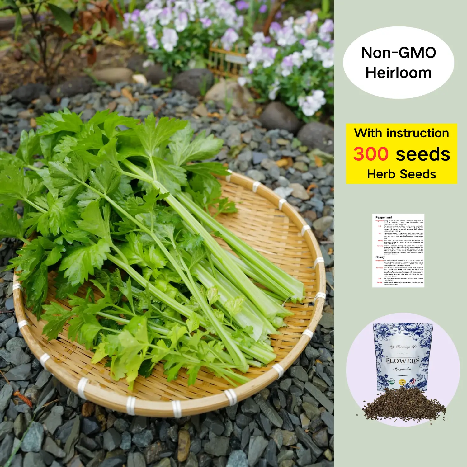 300 Premium Celery Seeds | Easy-to-Grow Herb & Vegetable for Garden