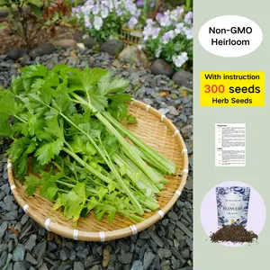 300 Premium Celery Seeds | Easy-to-Grow Herb & Vegetable for Garden