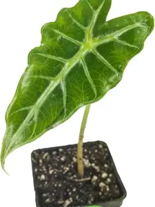 Mandalay Elephant Ear Live Plant - Alocasia