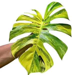 Monstera Aurea Tissue Culture - Live Houseplant - Rare Variegated Monstera - Iconic Yellow Variegation - Exotic Tropical Aroid - Splashed, Marbled, Blocky Variegation - Indoor Plant Gift - Embryonic Plantlet - Collector's Item