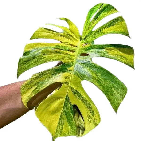 yellow marilyn monstera - TikTok Shop