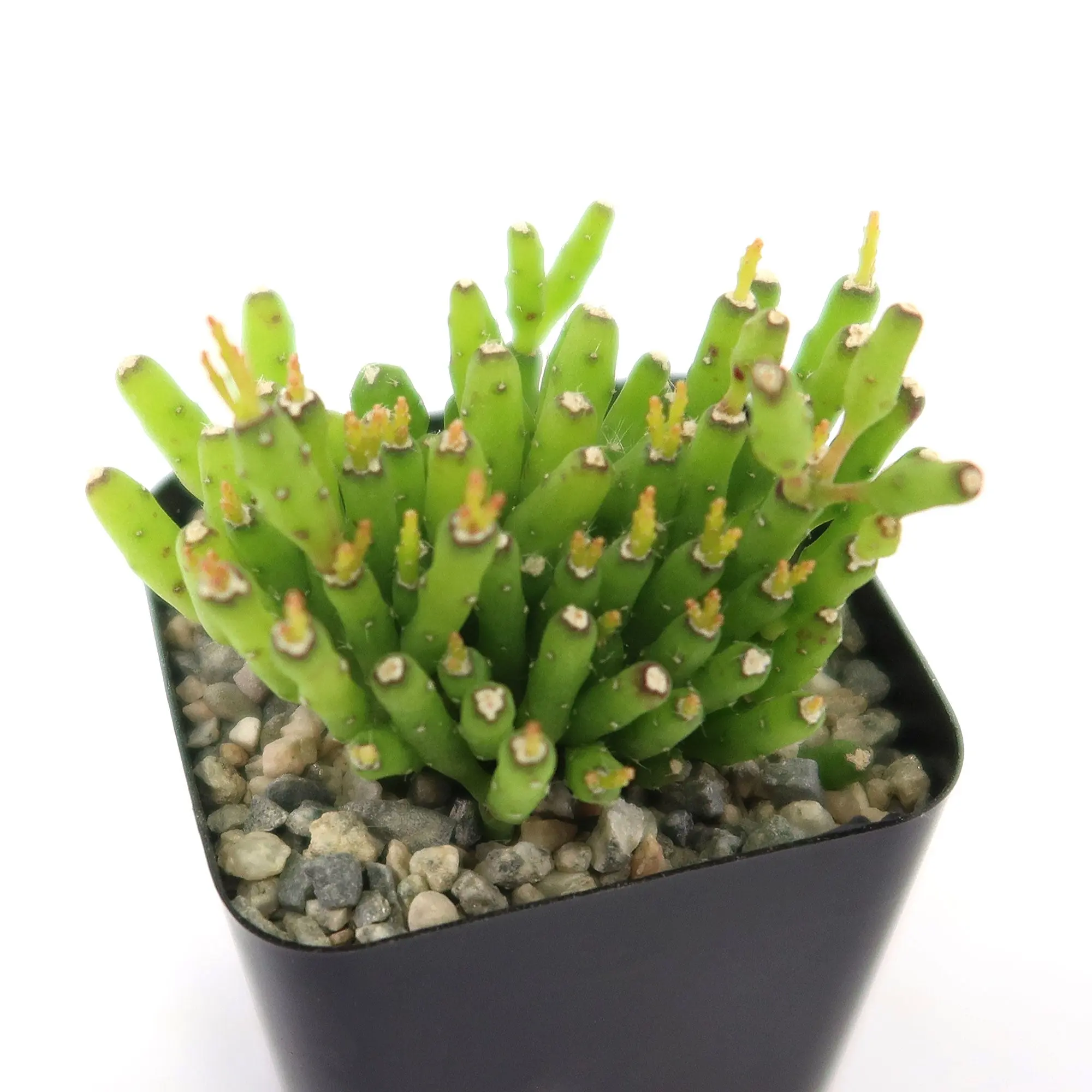 Dancing Bones Cactus 'Hatiora salicornioides' - TikTok Shop