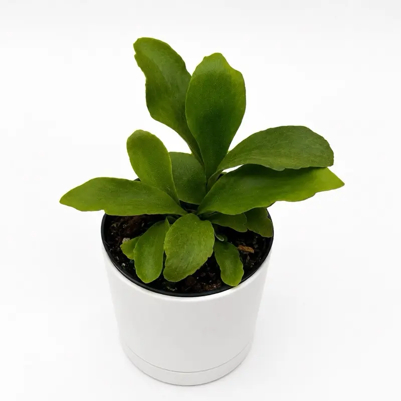 Staghorn Fern (Platycerium bifurcatum) 4” Pot – Rare Pet Safe Fern | Easy-Care Tropical Houseplant for Indoor Decor