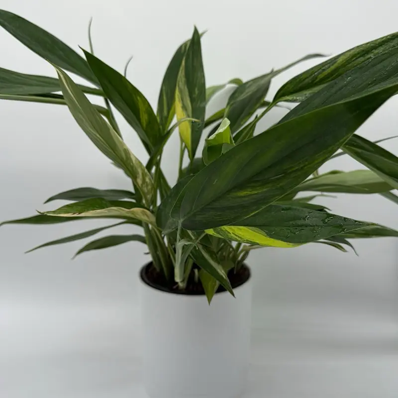 avocado plants for sale Hass Avocado Tree for Sale main image 1