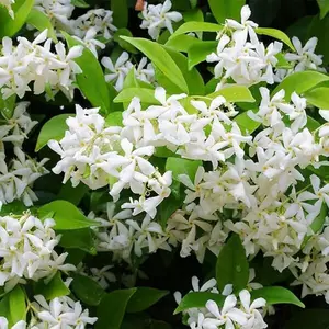 30+ Jasmine flower seeds for climbing planting fragrant plant seeds non-G MO garden home Jasmine garden balcony climbing flower