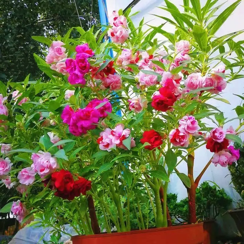 1,000 rare mixed-color double-petal impatiens seeds in potted plants, blooming all year round