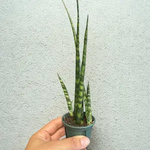 2 Inch Potted Snake Plant | Sansevieria Cylindrica | Live Plant | Easy Care Indoor Plant | Minimal Decor